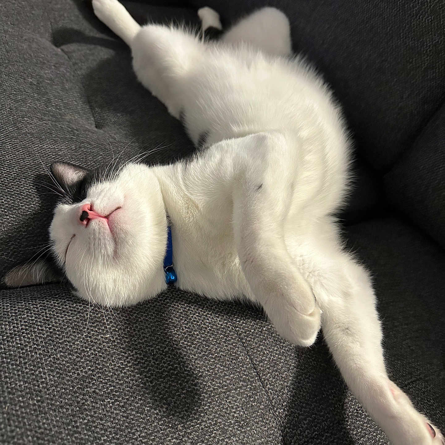 Milo joined the competition — help win amazing prizes! animal, architecture, armchair, bodypart, building, cat, chair, couch, cushion, furniture, indoors, kitten, livingroom, manx, mouth, person, pet, room, siamese, sleeping