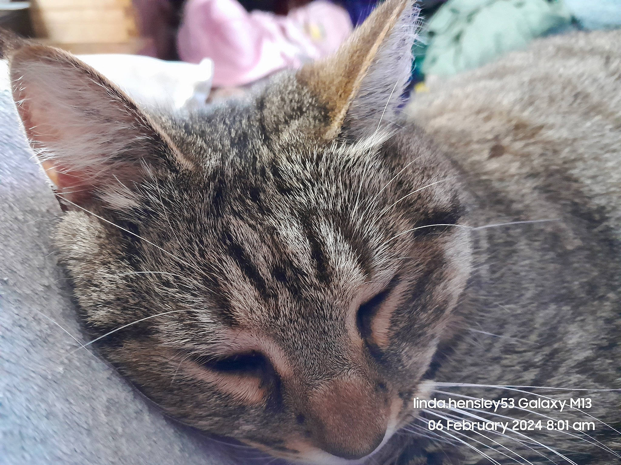 Saskia joined the competition — help win amazing prizes! carnivore, cat, cat_supply, claw, close_up, comfort, domestic_short_haired_cat, felidae, fur, grass, nap, paw, sleep, small_to_medium_sized_cats, snout, terrestrial_animal, tree, whiskers, wildlife, window