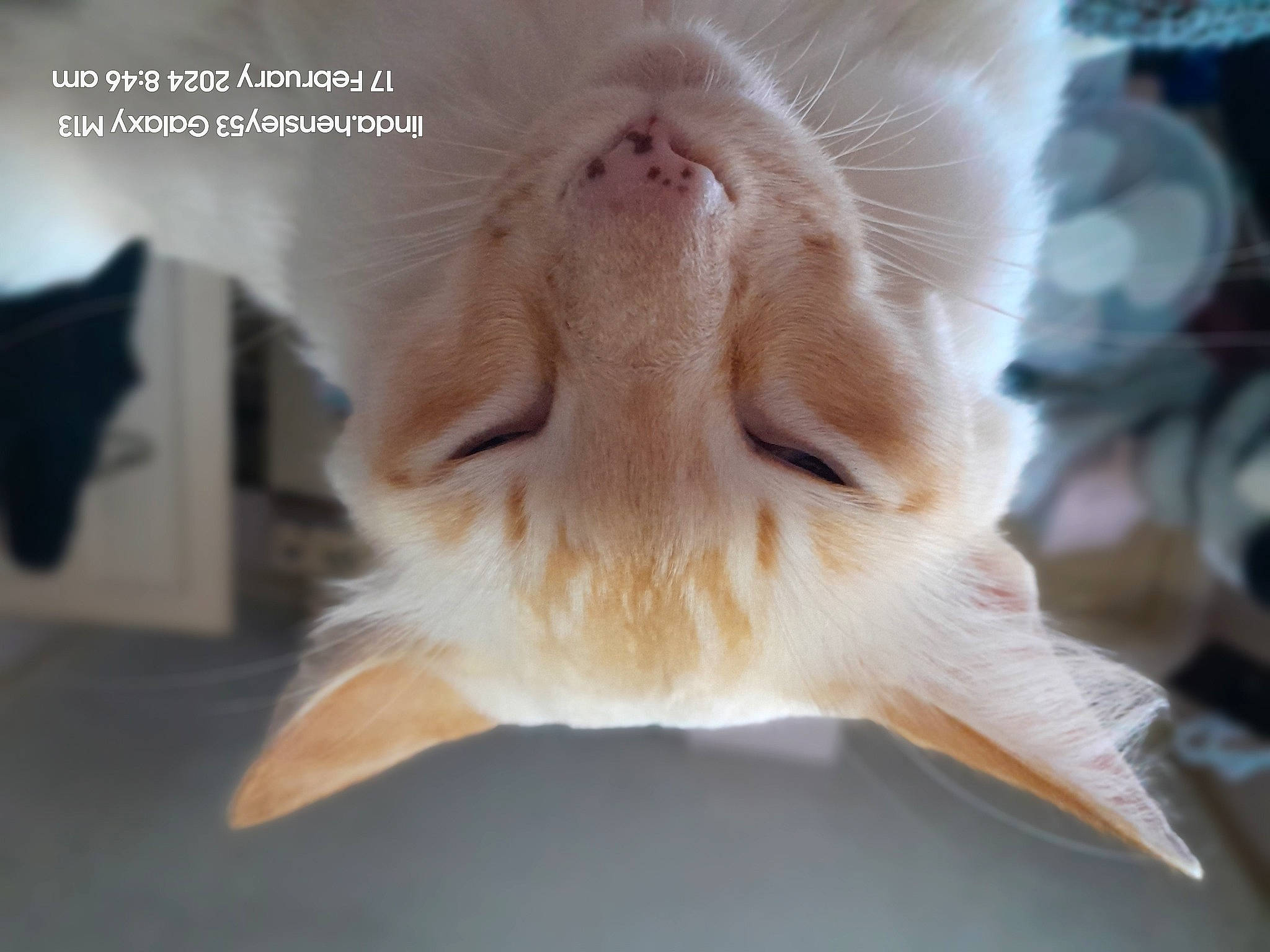 Tiotoshi is registered to the contest to win money with this photo: canidae, carnivore, cat, close_up, dog_breed, ear, eye, eyelash, fawn, felidae, fur, head, human_body, musical_instrument, small_to_medium_sized_cats, snout, sporting_group, tail, whiskers, wildlife