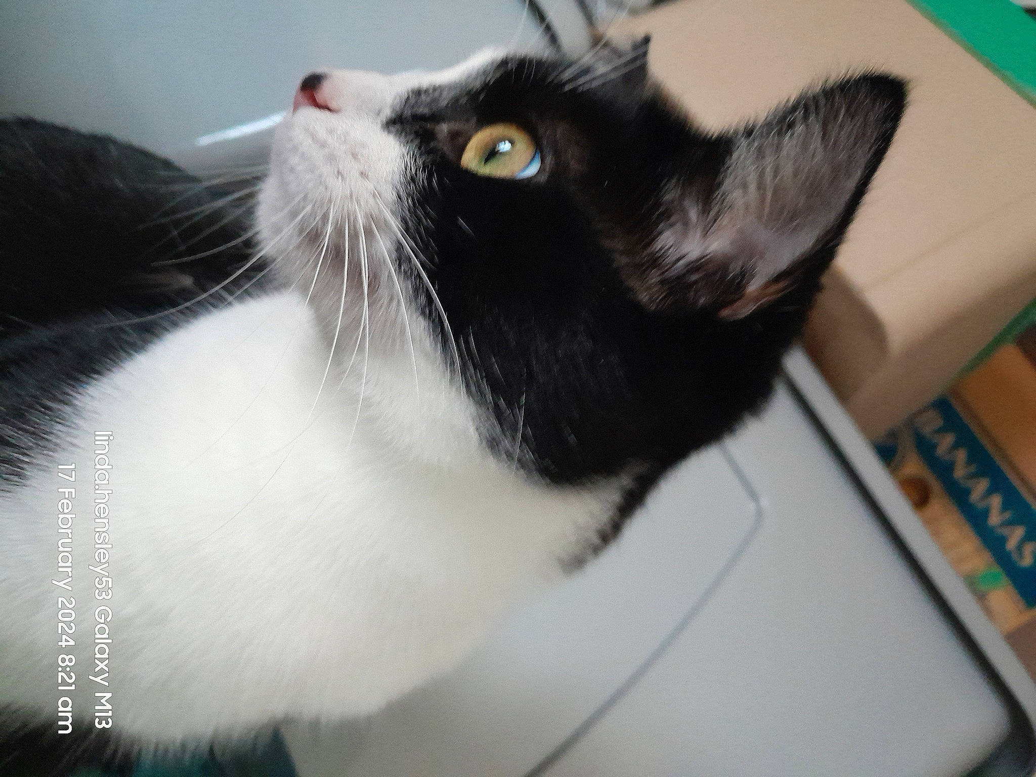 Tiotoshi joined the competition — help win amazing prizes! black_cat, box, carnivore, cat, domestic_short_haired_cat, felidae, fur, small_to_medium_sized_cats, snout, whiskers, window