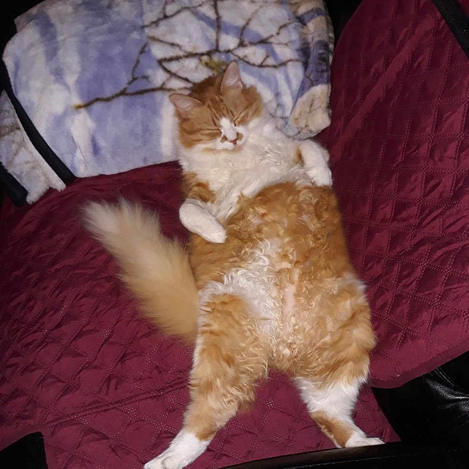 Mr. P joined the competition — help win amazing prizes! blanket, cat, chair, cozy, curled_paws, cute, domestic_animal, feline, fluffy, fur, indoor, mammal, orange_cat, pet, quilted, relaxed, resting, sleeping, tail, white_cat