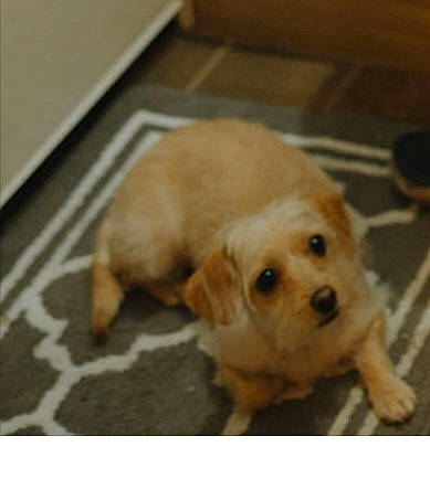 Boba Bui is registered to the contest to win money with this photo: carnivore, companion_dog, dog, dog_breed, fawn, floor, flooring, fur, hardwood, liver, paw, pet_supply, retriever, snout, sporting_group, tail, toy_dog, whiskers, wood, working_animal