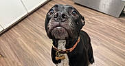 Onyx is registered to the contest to win money with this photo: dog, black_dog, pet, indoor, floor, wooden_floor, kitchen, collar, looking_up, curious, animal, mammal, domestic_animal, canine, brown_eyes, close_up, snout, whiskers, sitting, fur