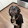 dog, black_dog, pet, indoor, floor, wooden_floor, kitchen, collar, looking_up, curious, animal, mammal, domestic_animal, canine, brown_eyes, close_up, snout, whiskers, sitting, fur