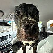 Onyx joined the competition — help win amazing prizes! dog, black_dog, close_up, car_interior, seat, dashboard, window, pet, animal, nose, eyes, curious, indoor, vehicle, seatbelt, reflection, daylight, front_seat, leather_seat, funny_perspective