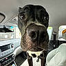dog, black_dog, close_up, car_interior, seat, dashboard, window, pet, animal, nose, eyes, curious, indoor, vehicle, seatbelt, reflection, daylight, front_seat, leather_seat, funny_perspective