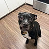 Onyx joined the competition — help win amazing prizes! dog, black_dog, pet, indoor, kitchen, wooden_floor, white_cabinets, curious, looking_up, collar, floor, animal, canine, companion, domestic, mammal, household, alert, cute, friendly