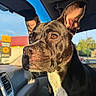 Onyx is registered to the contest to win money with this photo: dog, car, sunlight, close_up, pet, interior, window, daylight, brown_eyes, ears, snout, fur, seat, dashboard, reflection, outdoor, vehicle, travel, animal, portrait