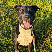 Dice is registered to the contest to win money with this photo: dog, black_and_white, leash, grass, field, sunlight, outdoor, pet, happy, tongue_out, animal, nature, collar, smiling, ears_up, closeup, mammal, daylight, greenery, playful