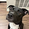Dice is registered to the contest to win money with this photo: dog, black_dog, pet, close_up, brown_eyes, looking_up, indoor, wooden_floor, vent, curious, friendly, animal, mammal, companion, fur, snout, ears, sitting, domestic, cute