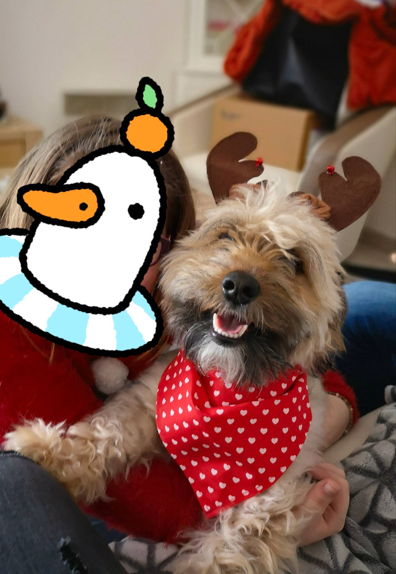 Nano a rejoint le concours — aidez-le/la à gagner de superbes lots ! canidae, carnivore, companion_dog, dog, dog_breed, dog_clothes, dog_collar, dog_supply, fashion_accessory, fawn, flightless_bird, fur, party_hat, penguin, plush, sporting_group, stuffed_toy, toy, toy_dog, working_animal