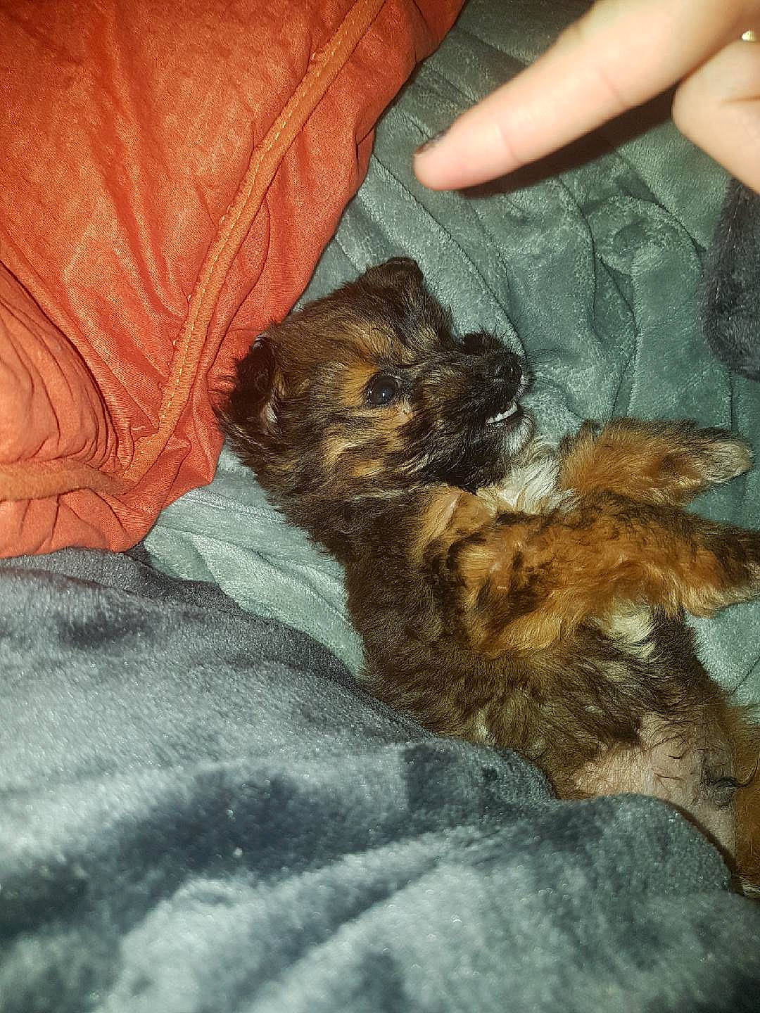 Nano a rejoint le concours — aidez-le/la à gagner de superbes lots ! brown, canidae, carnivore, claw, comfort, companion_dog, dog, dog_breed, fawn, foot, fur, human_leg, linens, liver, nail, nap, sporting_group, tail, terrestrial_animal, terrier