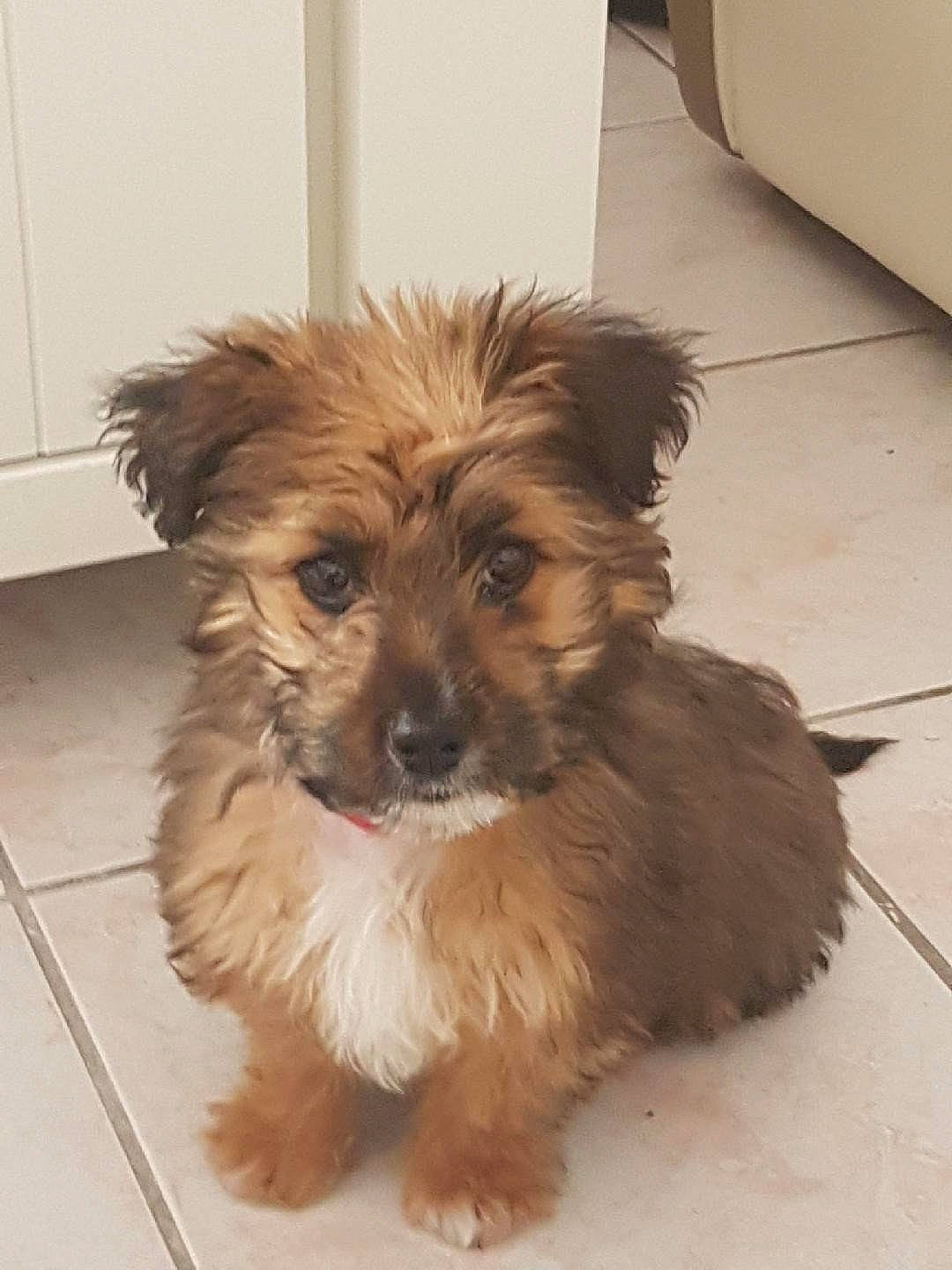 Nano a rejoint le concours — aidez-le/la à gagner de superbes lots ! biewer_terrier, canidae, carnivore, companion_dog, dog, dog_breed, fawn, flooring, fur, liver, maltepoo, puppy, small_terrier, snout, sporting_group, terrier, toy_dog, water_dog, working_animal, yorkipoo