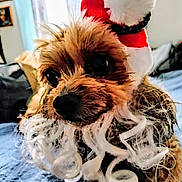 Shyanne is registered to the contest to win money with this photo: dog, small_dog, pet, santa_hat, holiday_costume, beard, curly_fur, bed, blanket, indoor, cute, festive, animal, closeup, brown_fur, toy_dog, christmas, adorable, cozy, portrait