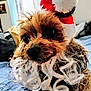 dog, small_dog, pet, santa_hat, holiday_costume, beard, curly_fur, bed, blanket, indoor, cute, festive, animal, closeup, brown_fur, toy_dog, christmas, adorable, cozy, portrait