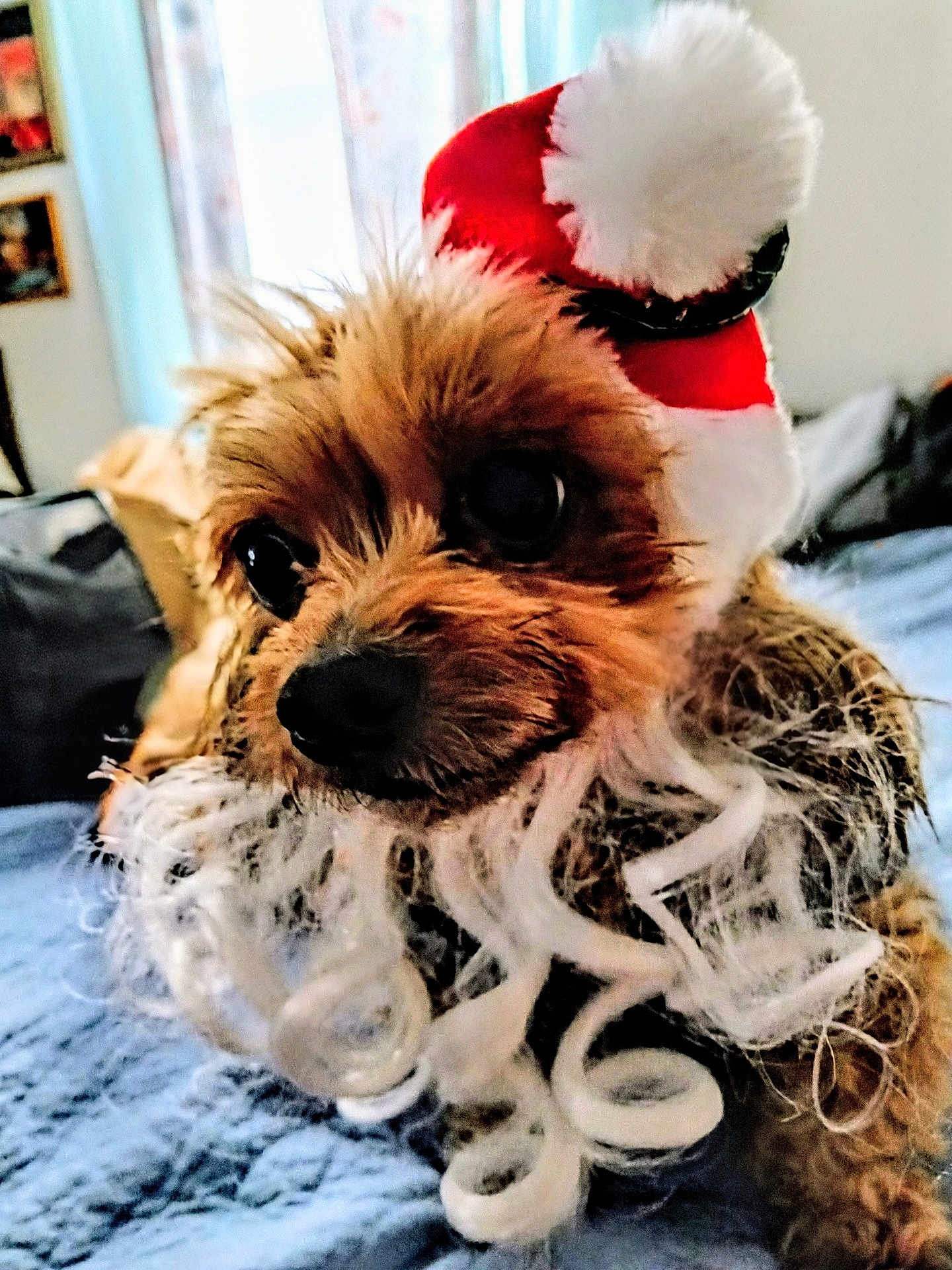 Shyanne is registered to the contest to win money with this photo: dog, small_dog, pet, santa_hat, holiday_costume, beard, curly_fur, bed, blanket, indoor, cute, festive, animal, closeup, brown_fur, toy_dog, christmas, adorable, cozy, portrait