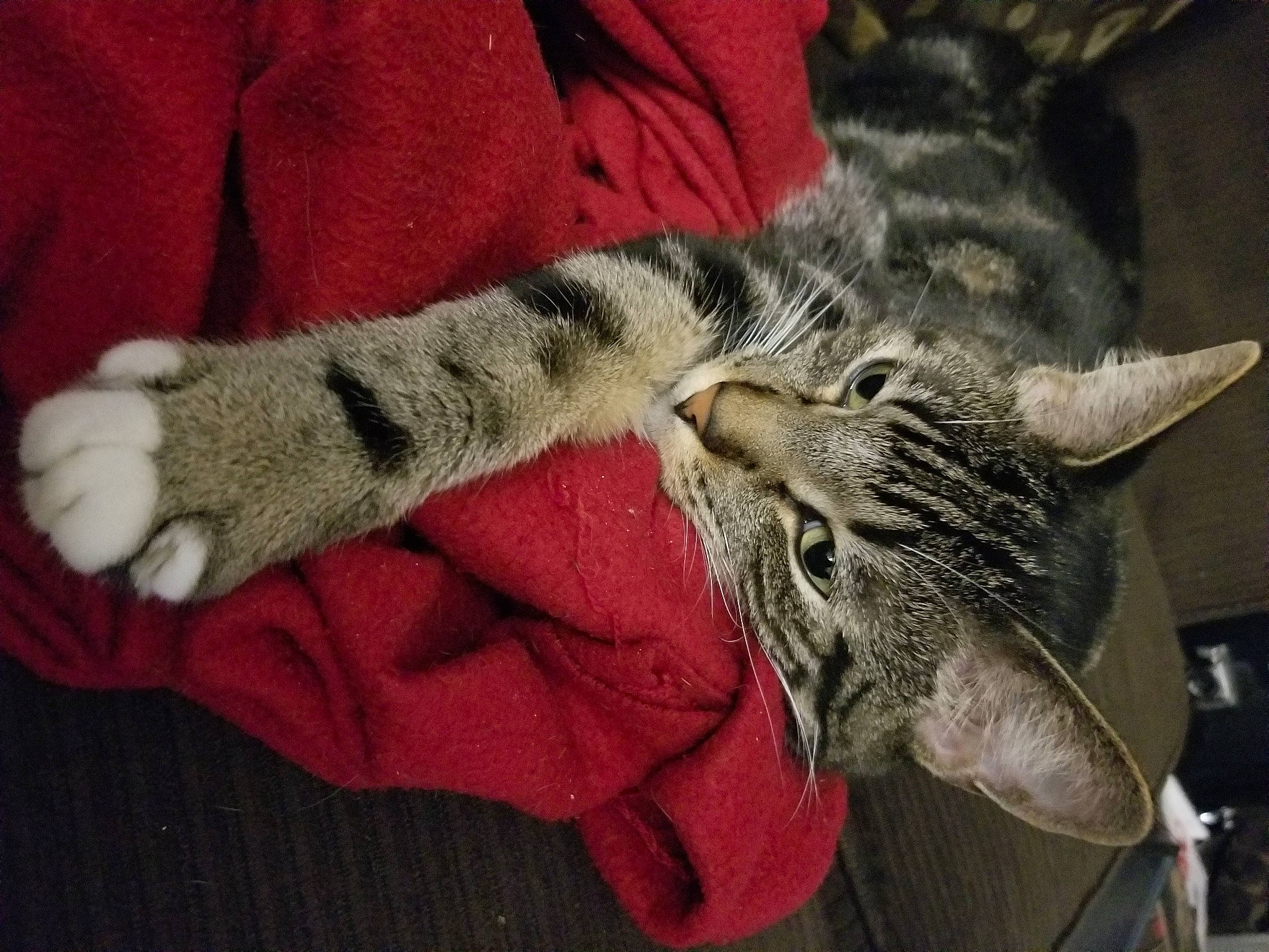 Ziggy is registered to the contest to win money with this photo: american_shorthair, asian, australian_mist, california_spangled, carnivore, cat, claw, domestic_short_haired_cat, dragon_li, egyptian_mau, european_shorthair, felidae, kitten, mammal, ocicat, pixie_bob, small_to_medium_sized_cats, tabby_cat, whiskers, wild_cat