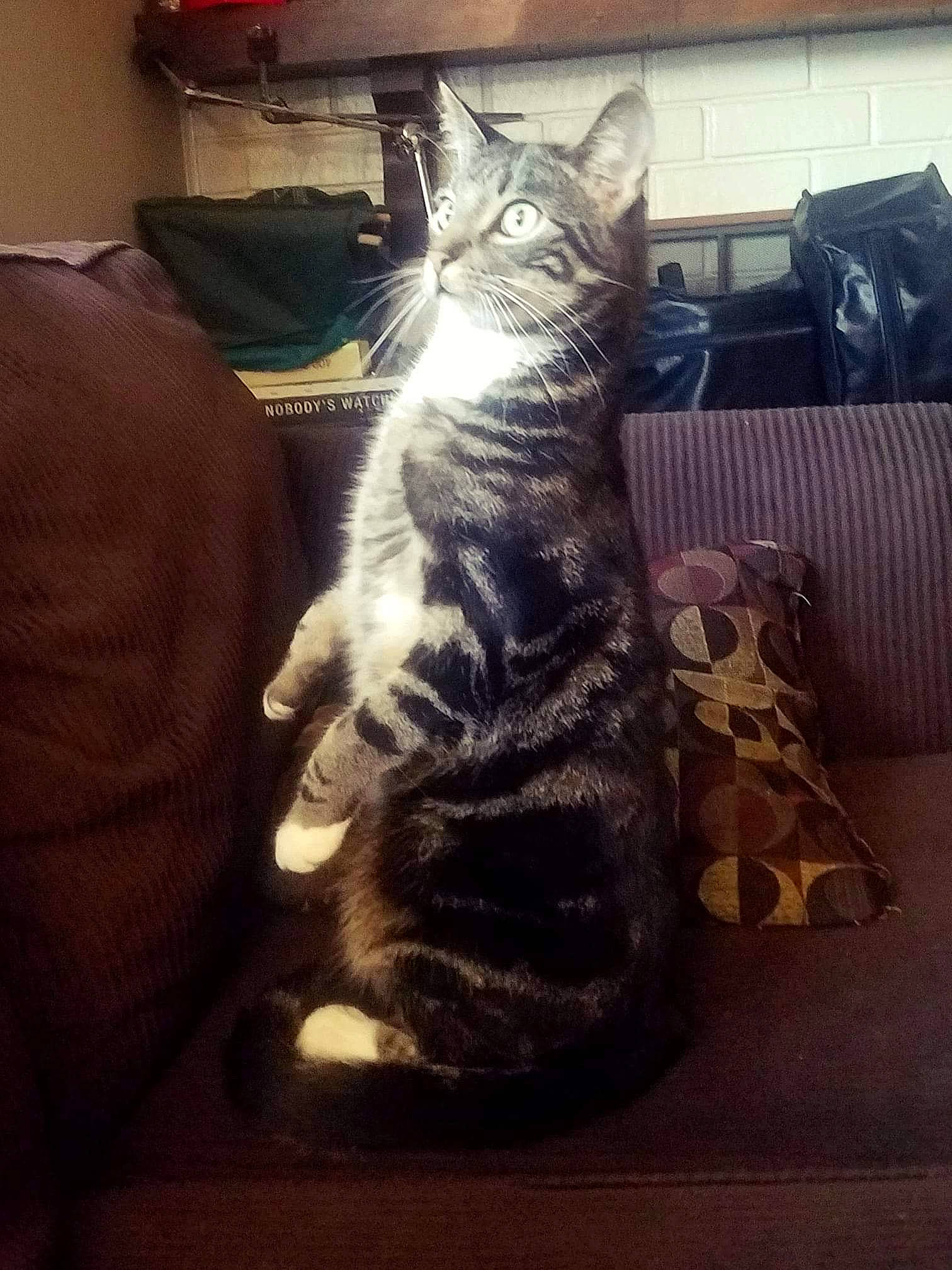 Ziggy is registered to the contest to win money with this photo: american_shorthair, asian, california_spangled, carnivore, cat, domestic_short_haired_cat, dragon_li, ear, egyptian_mau, european_shorthair, felidae, fur, kitten, maine_coon, sitting, small_to_medium_sized_cats, tabby_cat, tail, whiskers