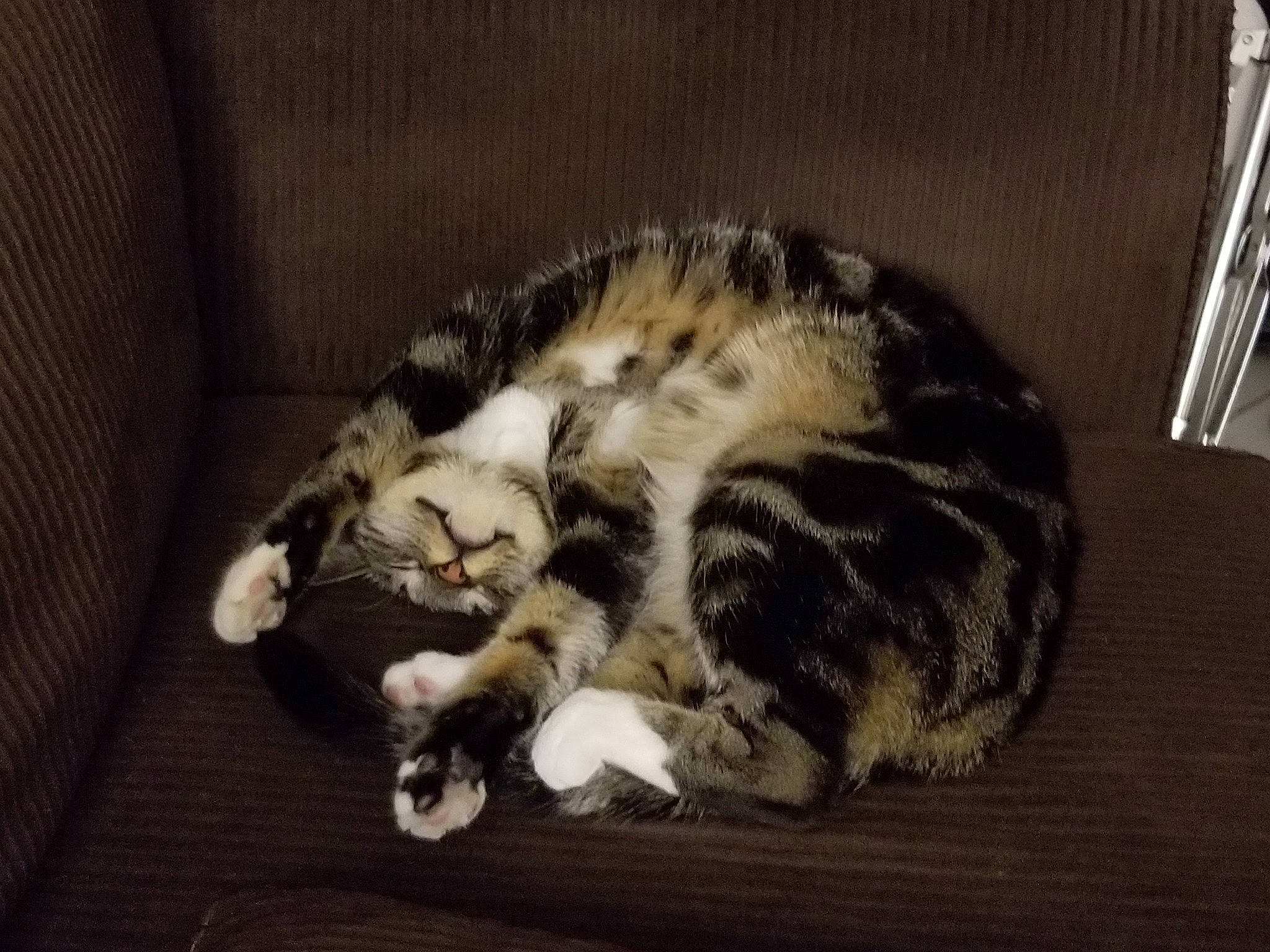 Ziggy joined the competition — help win amazing prizes! american_shorthair, asian, bengal, carnivore, cat, domestic_short_haired_cat, dragon_li, european_shorthair, felidae, fur, kitten, mammal, small_to_medium_sized_cats, snout, tabby_cat, whiskers