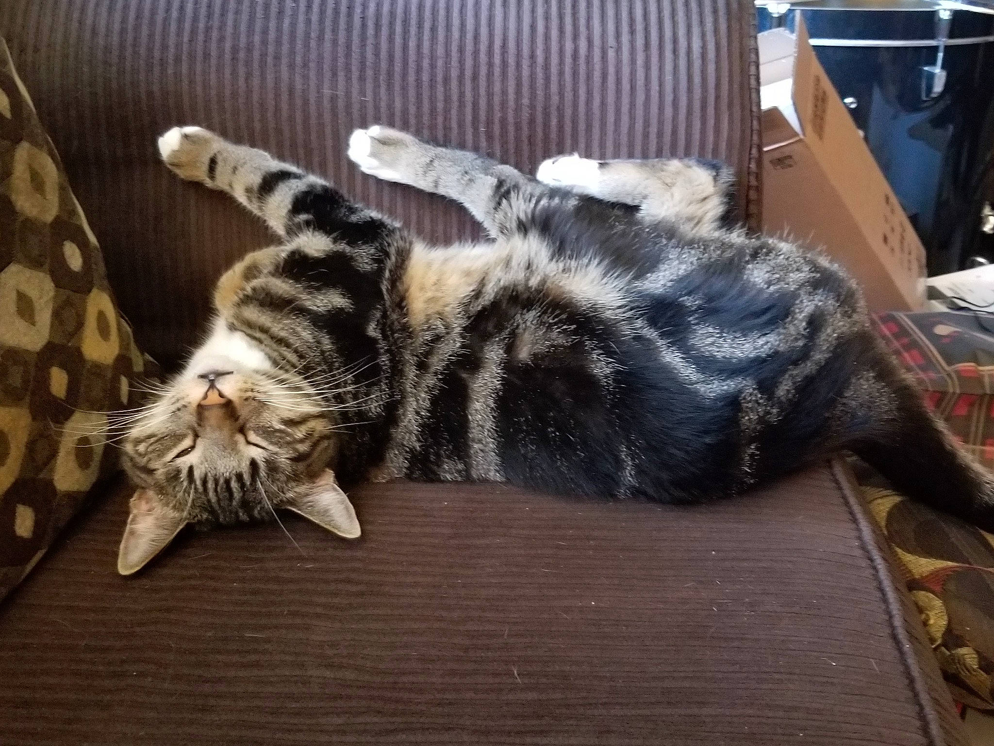 Ziggy joined the competition — help win amazing prizes! american_shorthair, asian, bengal, carnivore, cat, claw, dragon_li, egyptian_mau, european_shorthair, felidae, fur, kitten, nap, paw, small_to_medium_sized_cats, tabby_cat, tail, whiskers