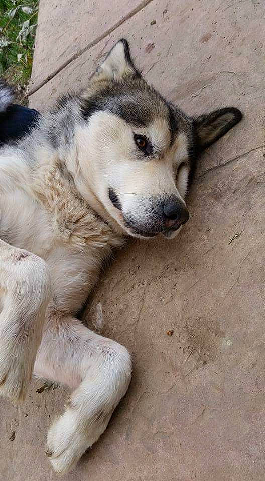 Darcy is registered to the contest to win money with this photo: alaskan_malamute, canadian_eskimo_dog, canidae, canis, carnivore, czechoslovakian_wolfdog, dog, dog_breed, greenland_dog, mammal, native_american_indian_dog, northern_inuit_dog, nose, rare_breed_dog, seppala_siberian_sleddog, siberian_husky, sled_dog, snout, vertebrate, wolfdog