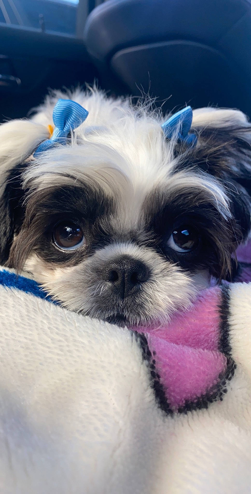 Mimi is registered to the contest to win money with this photo: canidae, carnivore, chinese_imperial_dog, close_up, companion_dog, dog, dog_breed, japanese_chin, mammal, morkie, pekapoo, photography, puppy, puppy_love, rare_breed_dog, shih_tzu, snout, sporting_group, toy_dog, vertebrate
