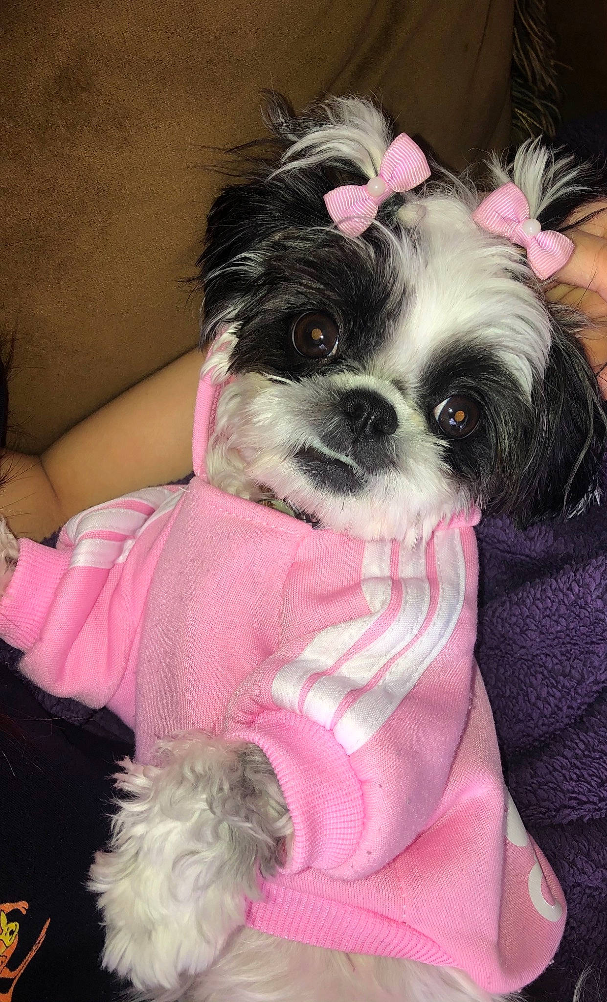 Mimi joined the competition — help win amazing prizes! bolonka, canidae, carnivore, chinese_imperial_dog, companion_dog, dog, dog_breed, dog_clothes, mal_shi, maltepoo, mammal, morkie, pekapoo, pink, puppy, puppy_love, shih_tzu, snout, toy_dog, vertebrate