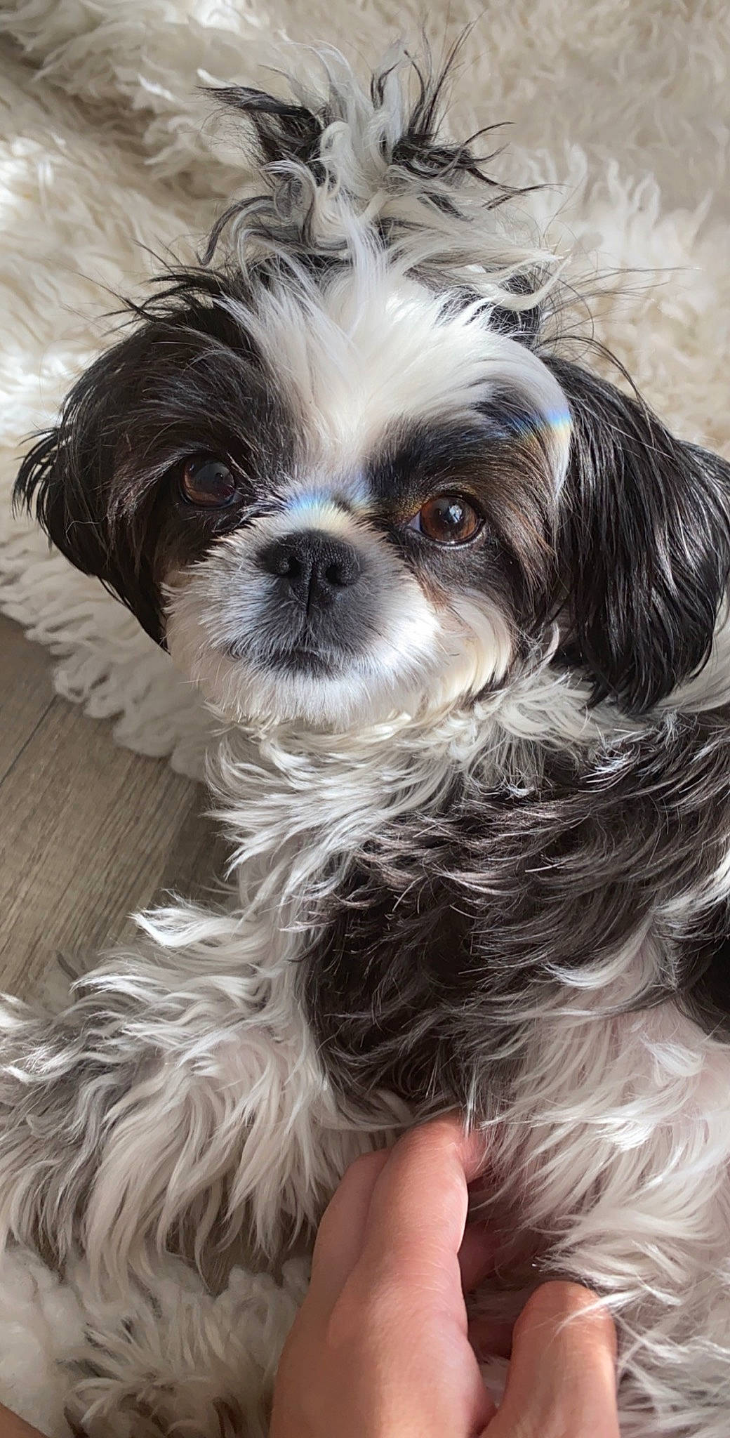 Mimi is registered to the contest to win money with this photo: canidae, carnivore, chinese_imperial_dog, companion_dog, dog, dog_breed, kyi_leo, lhasa_apso, lowchen, mal_shi, maltepoo, mammal, morkie, pekapoo, puppy, rare_breed_dog, shih_tzu, snout, toy_dog, vertebrate