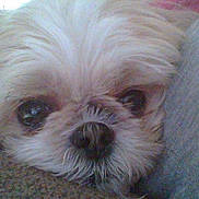 Moose is registered to the contest to win money with this photo: