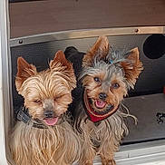 Sydney participe au concours pour gagner de l'argent avec cette photo : animal, collar, companions, curious, cute, dog, door, friends, fur, hair_tie, happy, indoors, pet, playful, small_dog, smiling, tongue_out, two_dogs, vehicle, yorkshire_terrier