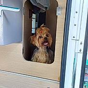 Sydney a rejoint le concours — aidez-le/la à gagner de superbes lots ! dog, small_dog, yorkshire_terrier, wood_paneling, cubby_hole, indoor, pet, tongue_out, curious, topknot, water_bottle, plastic_bottle, camper, rv, door_frame, hinges, metal, travel, cozy, light