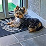 Sydney a rejoint le concours — aidez-le/la à gagner de superbes lots ! adorable, animal, companion, cozy, curious, cute, dog, doormat, fur, glass_door, hair_bow, home, indoor, looking_at_camera, natural_light, pet, resting, small_dog, tile_floor, yorkshire_terrier
