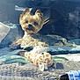 Onyx participe au concours pour gagner de l'argent avec cette photo : dog, small_dog, yorkshire_terrier, pet, toy, giraffe_toy, stuffed_animal, car_interior, dashboard, windshield, reflection, blanket, cozy, sunlight, portrait, cute, fur, window, travel, vehicle