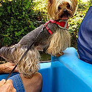 Onyx participe au concours pour gagner de l'argent avec cette photo : dog, yorkshire_terrier, small_dog, pet, red_harness, leash, blue_boat, plastic_seat, person_legs, hand, denim_shorts, outdoor, foliage, trees, greenery, water, portrait, tongue_out, cute, sitting