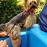 blue_boat, cute, denim_shorts, dog, foliage, greenery, hand, leash, outdoor, person_legs, pet, plastic_seat, portrait, red_harness, sitting, small_dog, tongue_out, trees, water, yorkshire_terrier