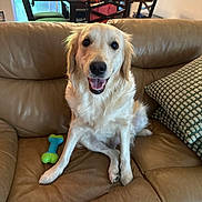 Luna Willow is registered to the contest to win money with this photo: dog, golden_retriever, pet, couch, leather, toy, indoor, furniture, smiling, happy, canine, living_room, household, seated, tongue_out, fur, domestic_animal, dog_toy, table, chair
