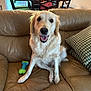 dog, golden_retriever, pet, couch, leather, toy, indoor, furniture, smiling, happy, canine, living_room, household, seated, tongue_out, fur, domestic_animal, dog_toy, table, chair