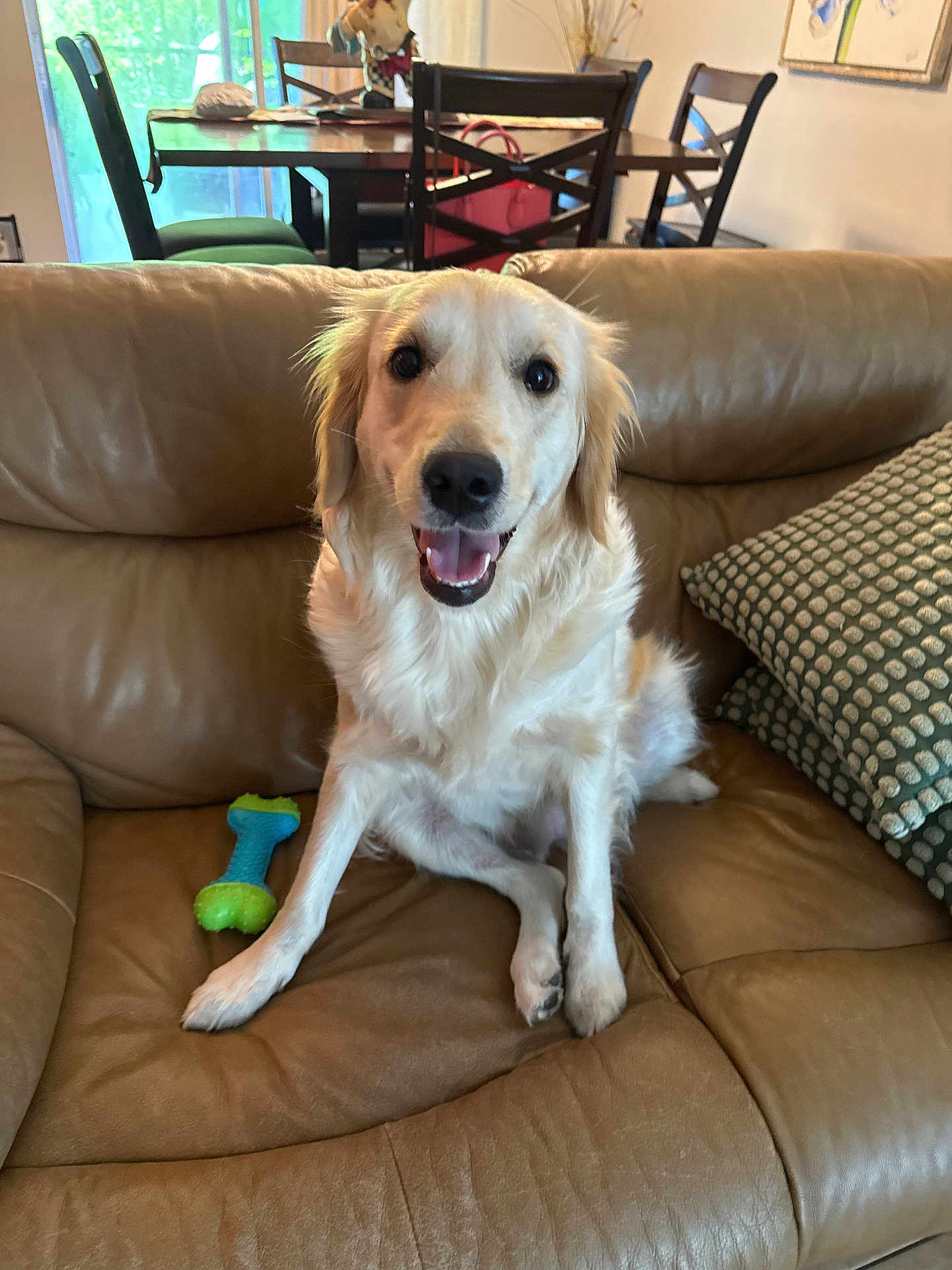 Luna Willow is registered to the contest to win money with this photo: dog, golden_retriever, pet, couch, leather, toy, indoor, furniture, smiling, happy, canine, living_room, household, seated, tongue_out, fur, domestic_animal, dog_toy, table, chair