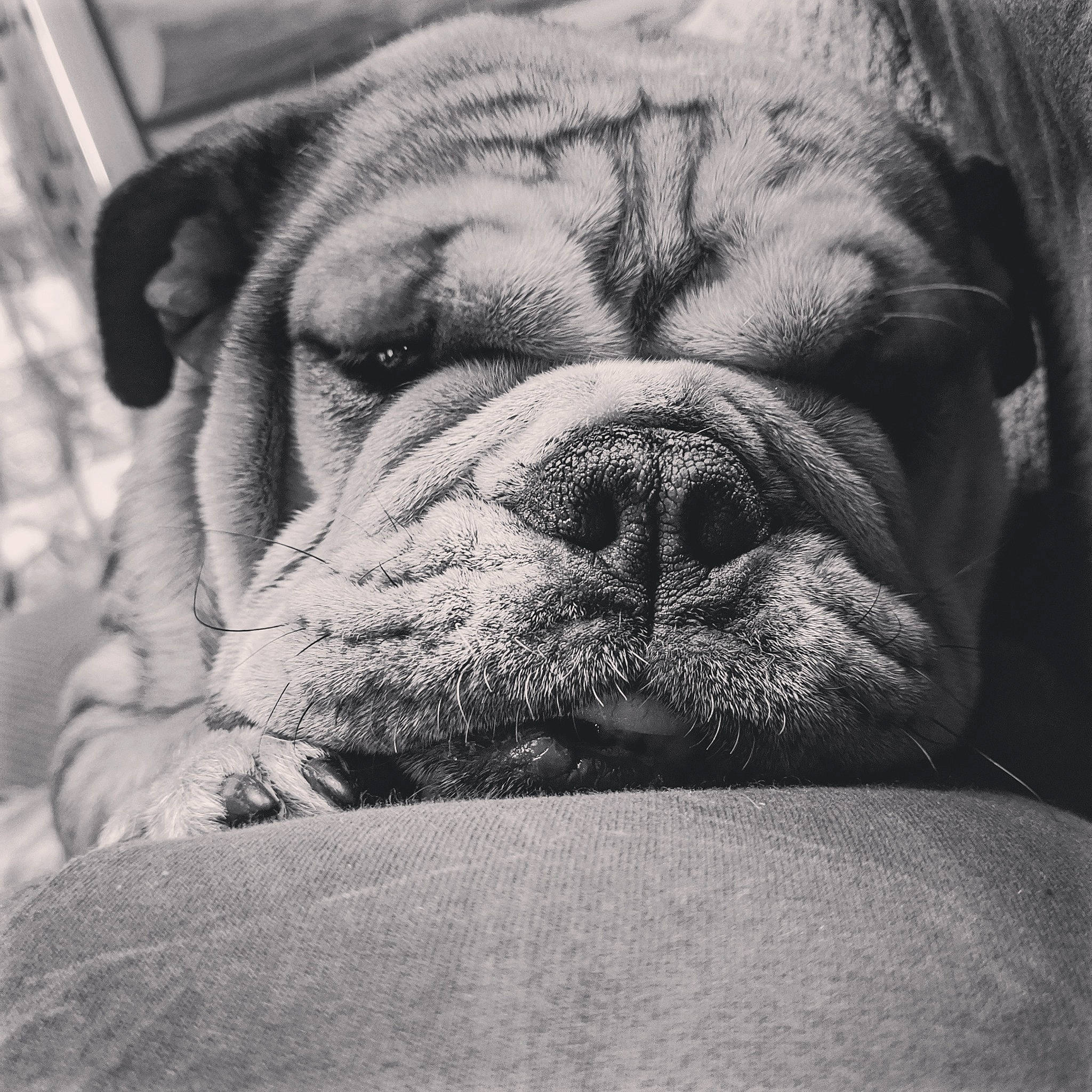 Daphne is registered to the contest to win money with this photo: canidae, carnivore, close_up, comfort, companion_dog, dog, dog_breed, fawn, fur, grey, monochrome, monochrome_photography, sky, snout, sporting_group, stock_photography, terrestrial_animal, whiskers, working_animal, wrinkle