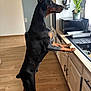 Boomer participe au concours pour gagner de l'argent avec cette photo : doberman, dog, pet, standing, kitchen, counter, plant, microwave, wood_floor, cabinet, indoor, curious, black_and_tan, ears_up, looking, houseplant, modern, animal, canine, domestic