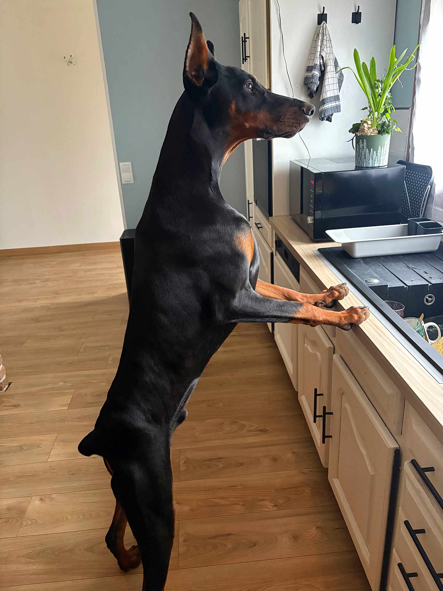 Boomer participe au concours pour gagner de l'argent avec cette photo : doberman, dog, pet, standing, kitchen, counter, plant, microwave, wood_floor, cabinet, indoor, curious, black_and_tan, ears_up, looking, houseplant, modern, animal, canine, domestic