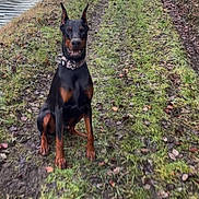 Boomer participe au concours pour gagner de l'argent avec cette photo : doberman, dog, sitting, grass, mud, path, water, river, nature, outdoor, canine, animal, ears_up, collar, focused, brown, black, leaves, trees, quiet