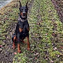 doberman, dog, sitting, grass, mud, path, water, river, nature, outdoor, canine, animal, ears_up, collar, focused, brown, black, leaves, trees, quiet