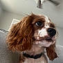 dog, cavalier_spaniel, pet, close_up, portrait, brown_and_white, floppy_ears, nose, whiskers, collar, fur, sofa, couch, indoor, living_room, ceiling_fan, looking_up, cute, canine, eyeball