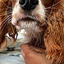 dog, cavalier_king_charles_spaniel, pet, close_up, nose, whiskers, eyes, floppy_ears, fur, brown_and_white, canine, portrait, indoor, hand_holding, muzzle, cute, curiosity, shallow_depth_of_field, soft_focus, macro_photo