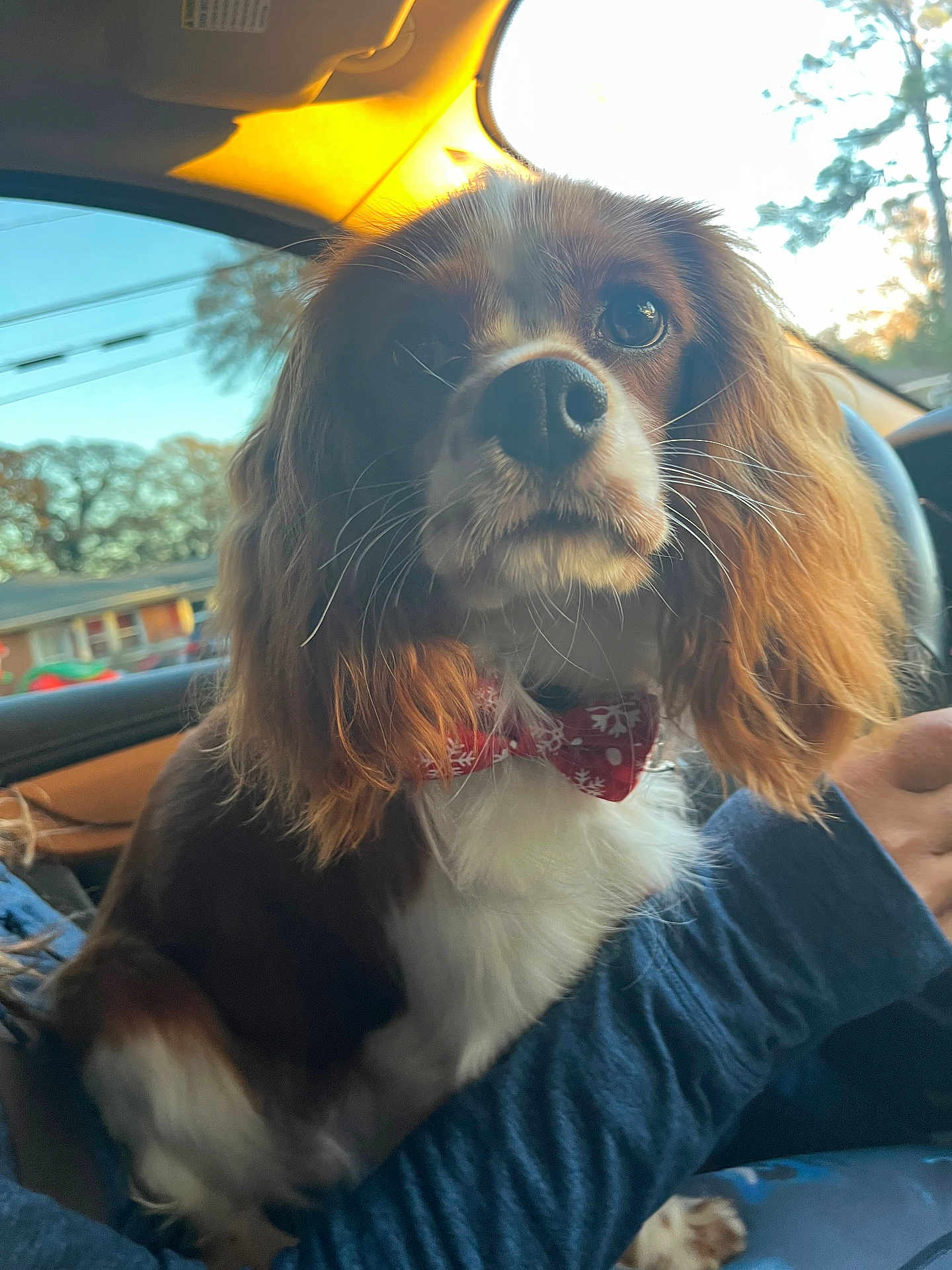 Zuko joined the competition — help win amazing prizes! dog, spaniel, pet, bow_tie, car_interior, close_up, brown_and_white, whiskers, big_eyes, nose, portrait, seat, window, trees, sunset_light, paw, human_arm, cozy, festive_bow, fur