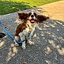 Zuko is registered to the contest to win money with this photo: dog, spaniel, pet, leash, sidewalk, concrete, grass, park, tongue_out, happy, ears_flapping, brown_and_white_fur, collar, sitting, playful, sunlight, shadow, vehicle_in_background, outdoor, close_up