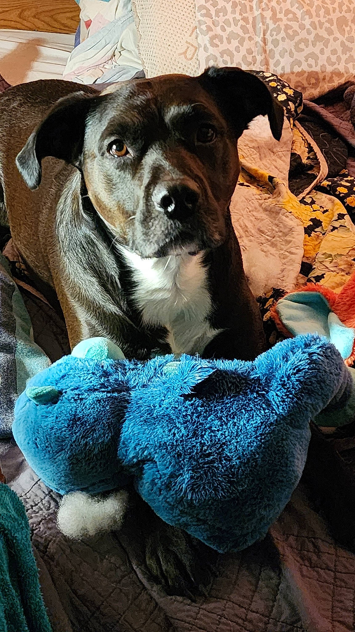 Luna is registered to the contest to win money with this photo: blue, canidae, carnivore, companion_dog, dog, dog_breed, dog_clothes, dog_collar, dog_supply, electric_blue, fashion_accessory, fawn, fur, pet_supply, rock, snout, sporting_group, toy_dog, working_animal, working_dog