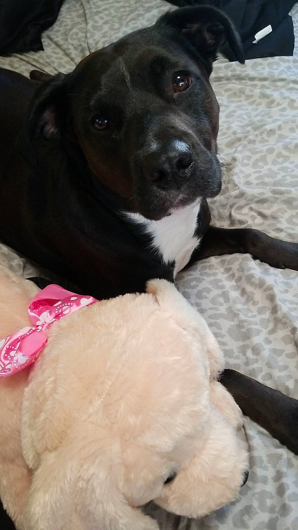 Luna is registered to the contest to win money with this photo: borador, canidae, carnivore, collar, companion_dog, dog, dog_breed, dog_collar, dog_supply, fur, guard_dog, non_sporting_group, pet_supply, snout, sporting_group, stuffed_toy, toy, winter, working_animal