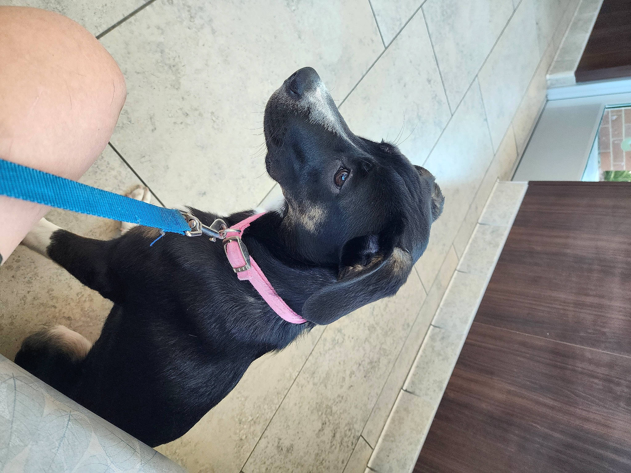 Mireya is registered to the contest to win money with this photo: carnivore, collar, companion_dog, dog, dog_breed, dog_collar, dog_supply, fashion_accessory, fawn, flooring, foot, hardwood, human_leg, leash, pet_supply, snout, sportswear, tail, wood, working_animal